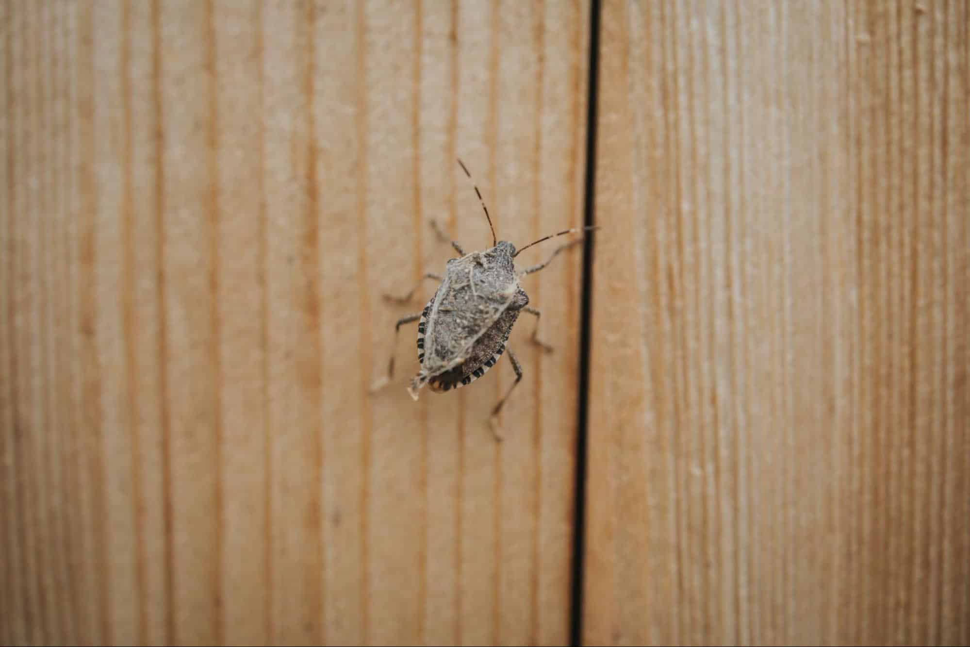 Asian longhorned beetle on a shipping crate